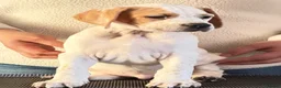 Pointer dogs for sale: Stunning Pedigree Pointer pups-will steal hearts - Advert 25