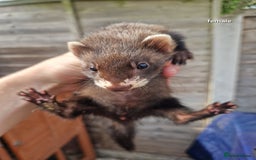 Ferret rodents for sale: Baby ferrets  - Image 1
