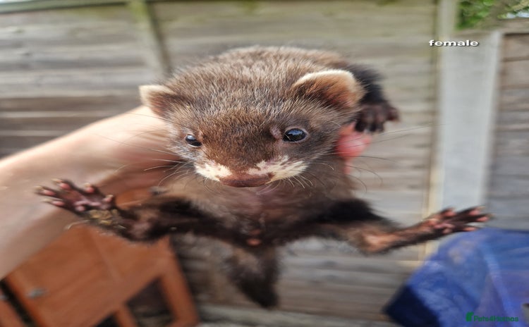 Ferret rodents - Advert 1