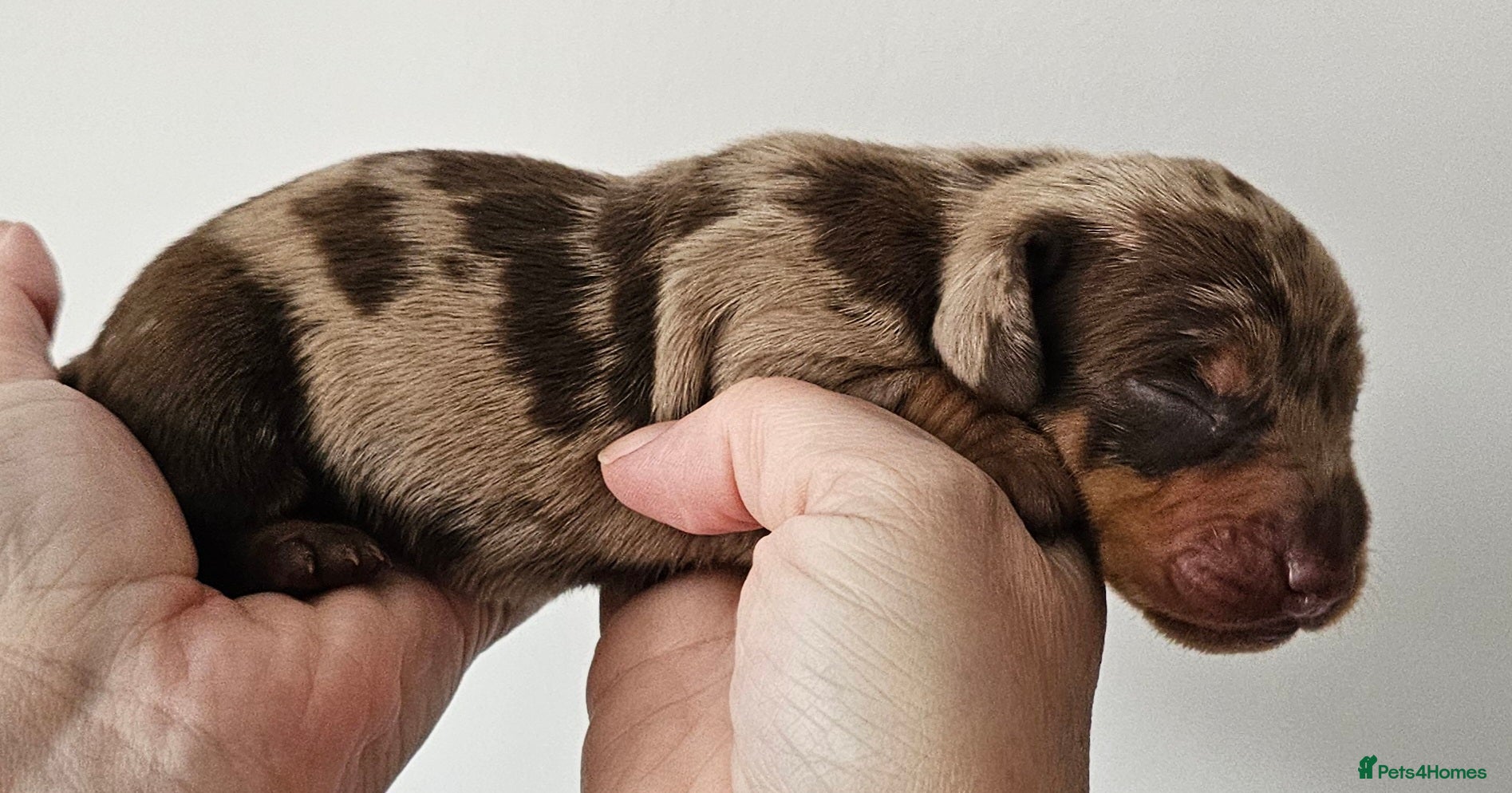 Dachshund dogs Stunning puppies, kc registered parents  - Advert 1