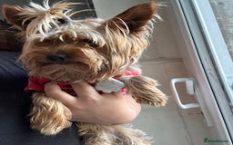 Yorkshire Terrier dogs for sale: Yorkshire terrier  - Image 9