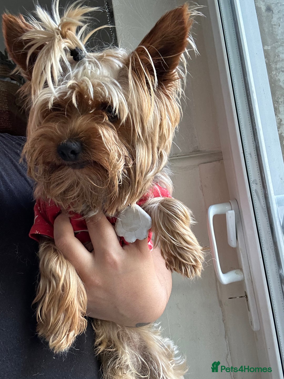Yorkshire Terrier dogs for sale: Yorkshire terrier  - Image 9