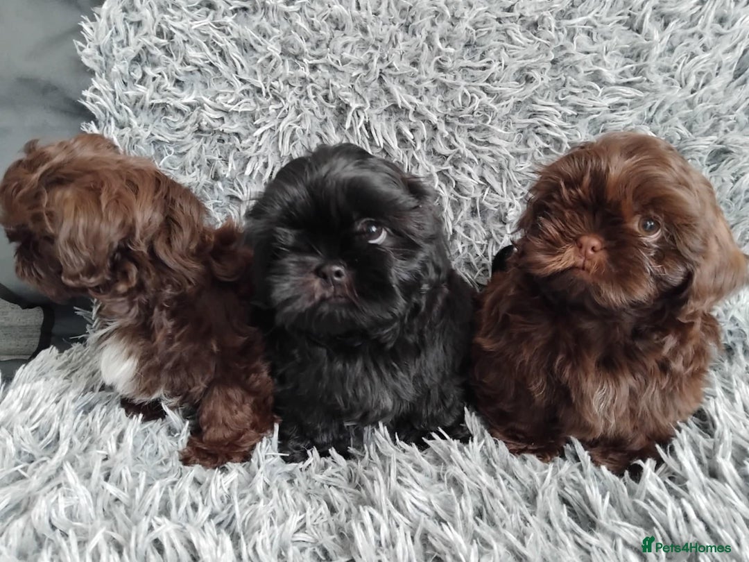 Shih Tzu dogs for sale: Beautiful shih tzu babies  - Advert 13