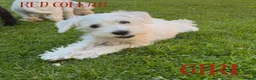 Miniature Schnauzer dogs for sale: Beautiful KC Miniature Schnauzers  - Advert 5