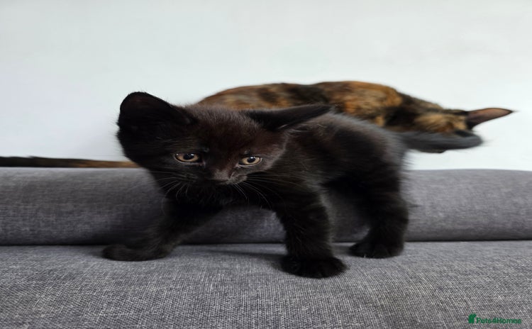 Mixed Breed cats - Advert 14