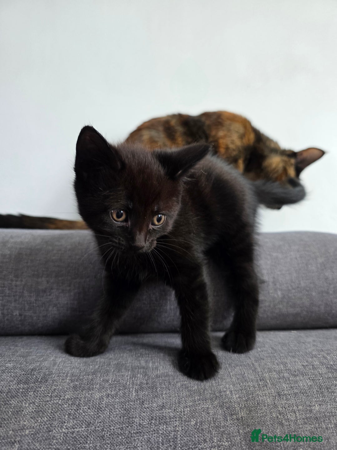 Mixed Breed cats for sale: Lovely little kitten girl - Image 1