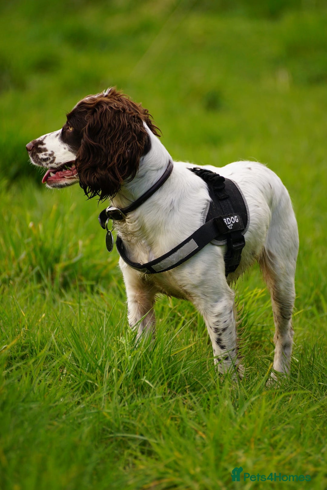 Cocker Spaniel dogs for sale: Working cocker spaniels  - Image 2