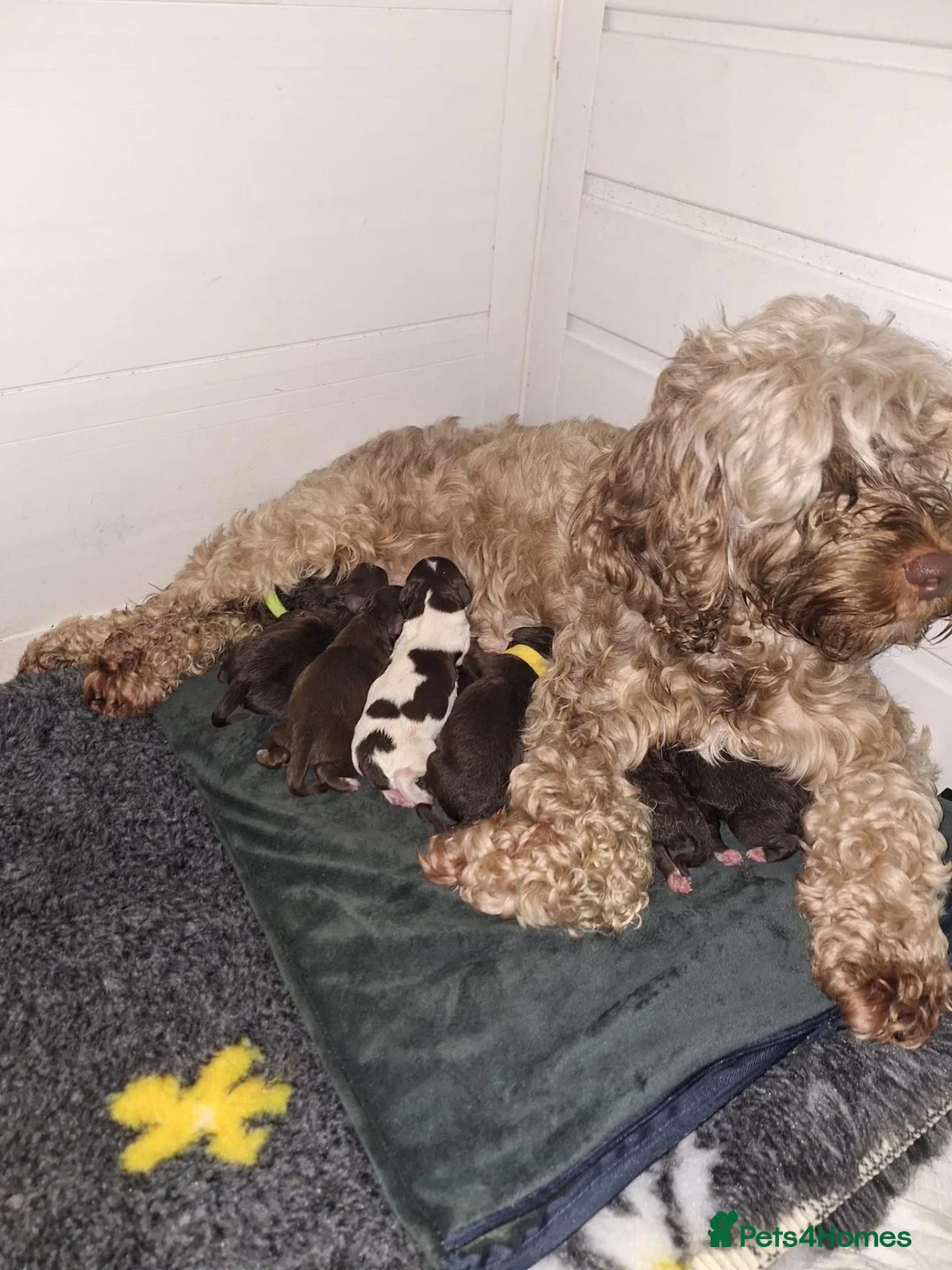 Cockapoo dogs for sale: Beautiful male cockapoo - Advert 2