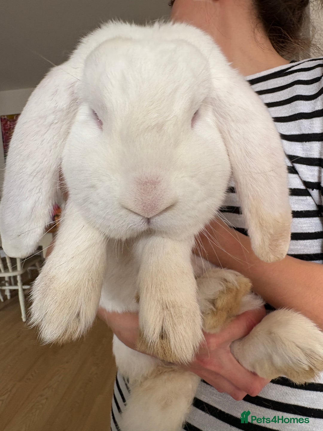 French Lop rabbits for sale: Male French lop - Image 5