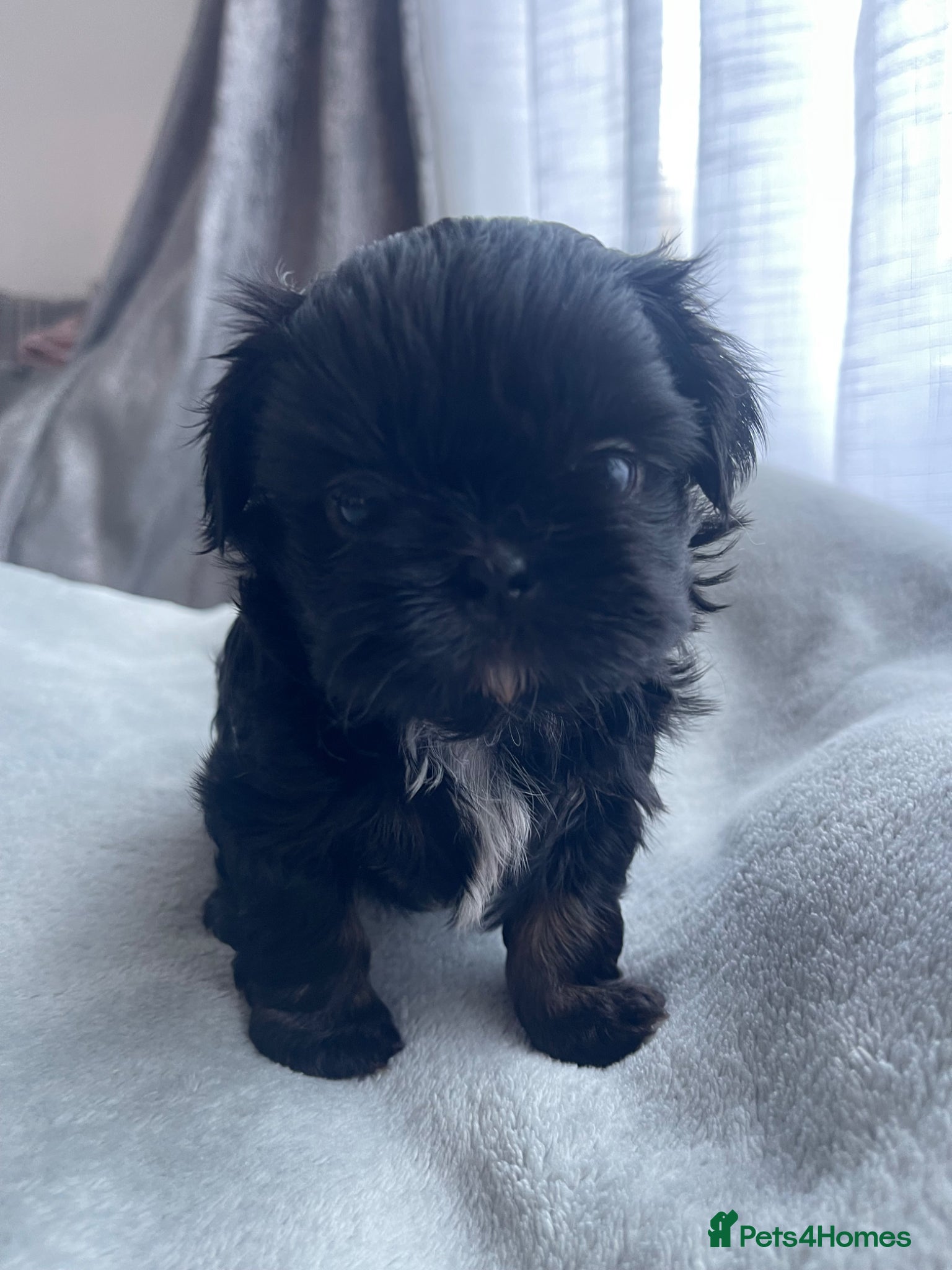 Shih Tzu dogs Imperial Shih Tzu babies  - Advert 2