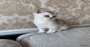 British Shorthair cats - Advert 10