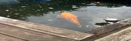 Koi Carp fish for sale: Large Japanese koi carp - Advert 4