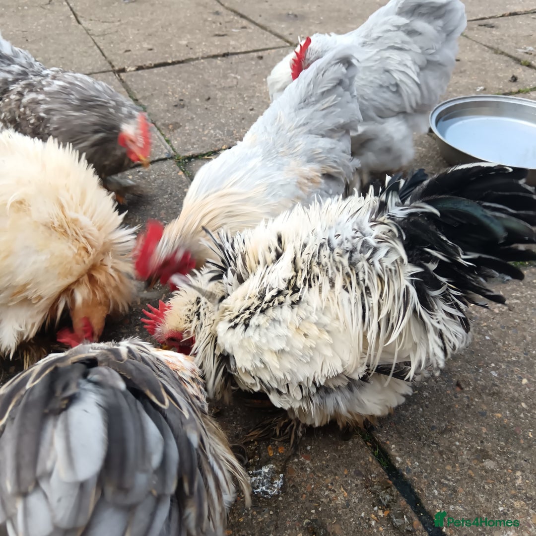 Hens poultry for sale: Chickens for sale - Image 11