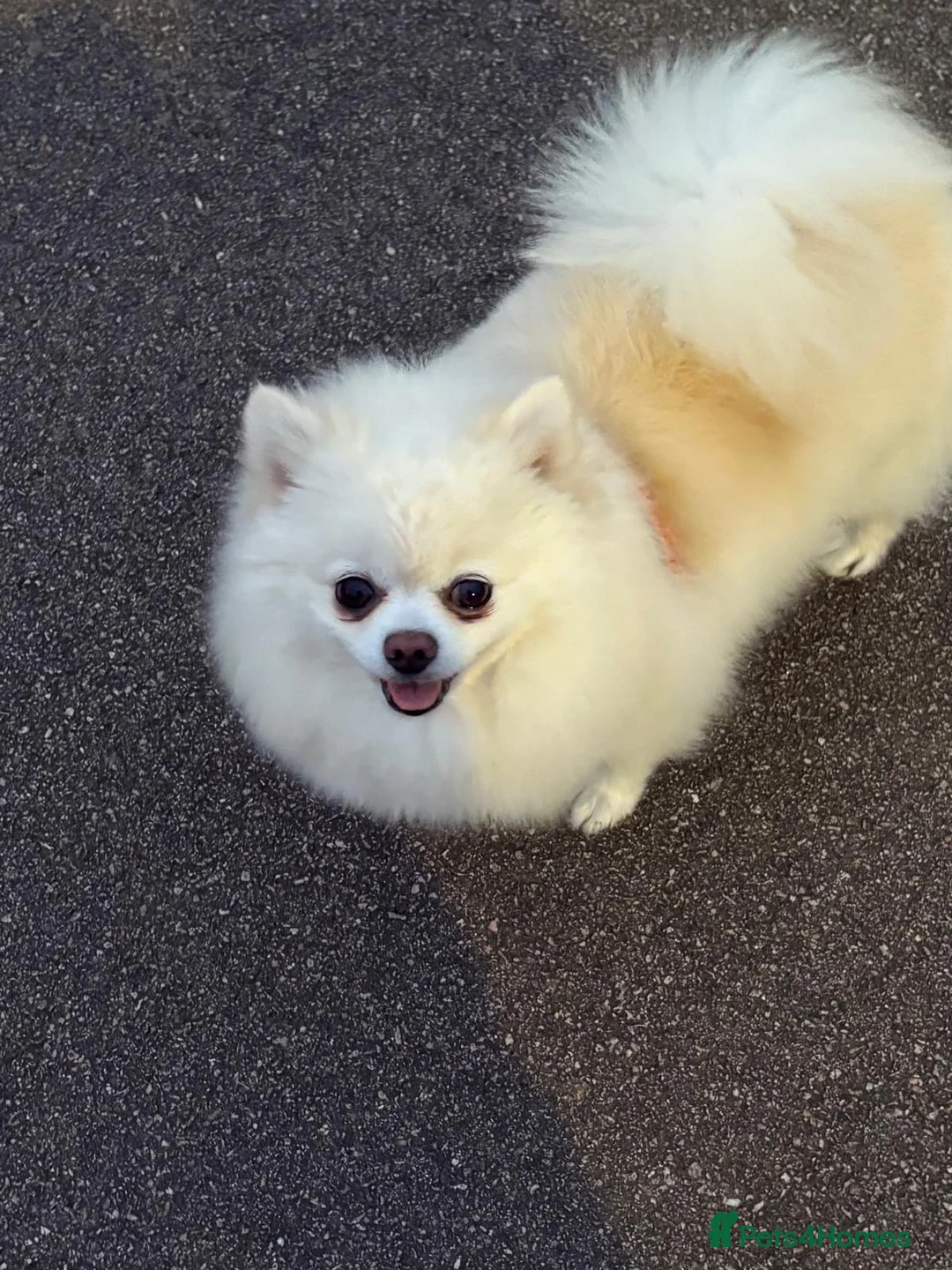 Pomeranian dogs for sale: Gorgeous Pomeranian boy puppy  - Advert 2