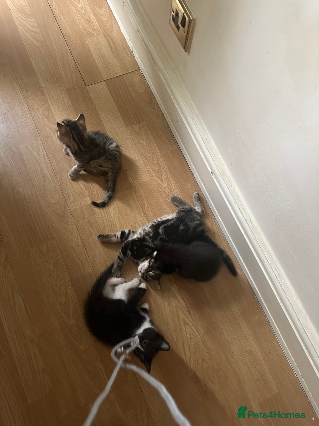 Mixed Breed cats for sale:  Adorable Kittens Looking for Their Forever Homes - Image 5