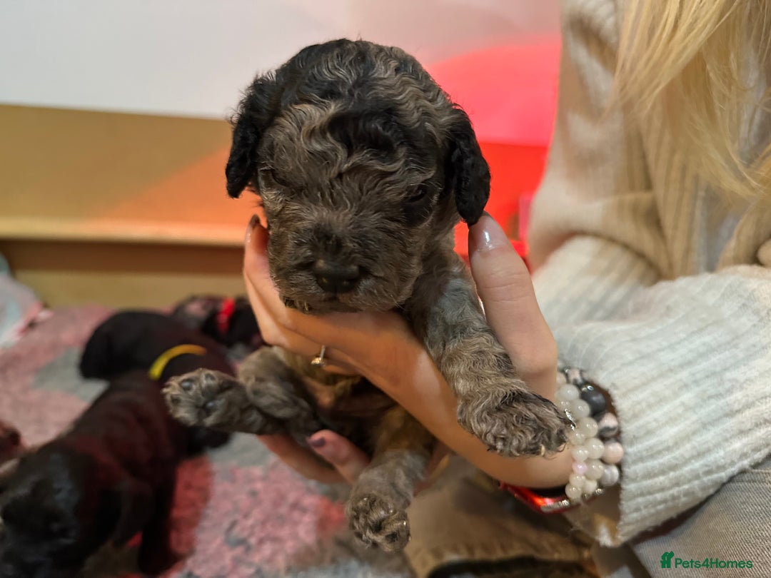 Cavapoo dogs for sale: Gorgeous Rare-Colouring Cavapoo Puppies - Image 4