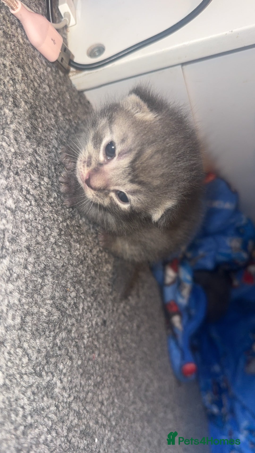 British Shorthair cats for sale: 2 Grey male British Shorthair kittens for sale  - Image 2