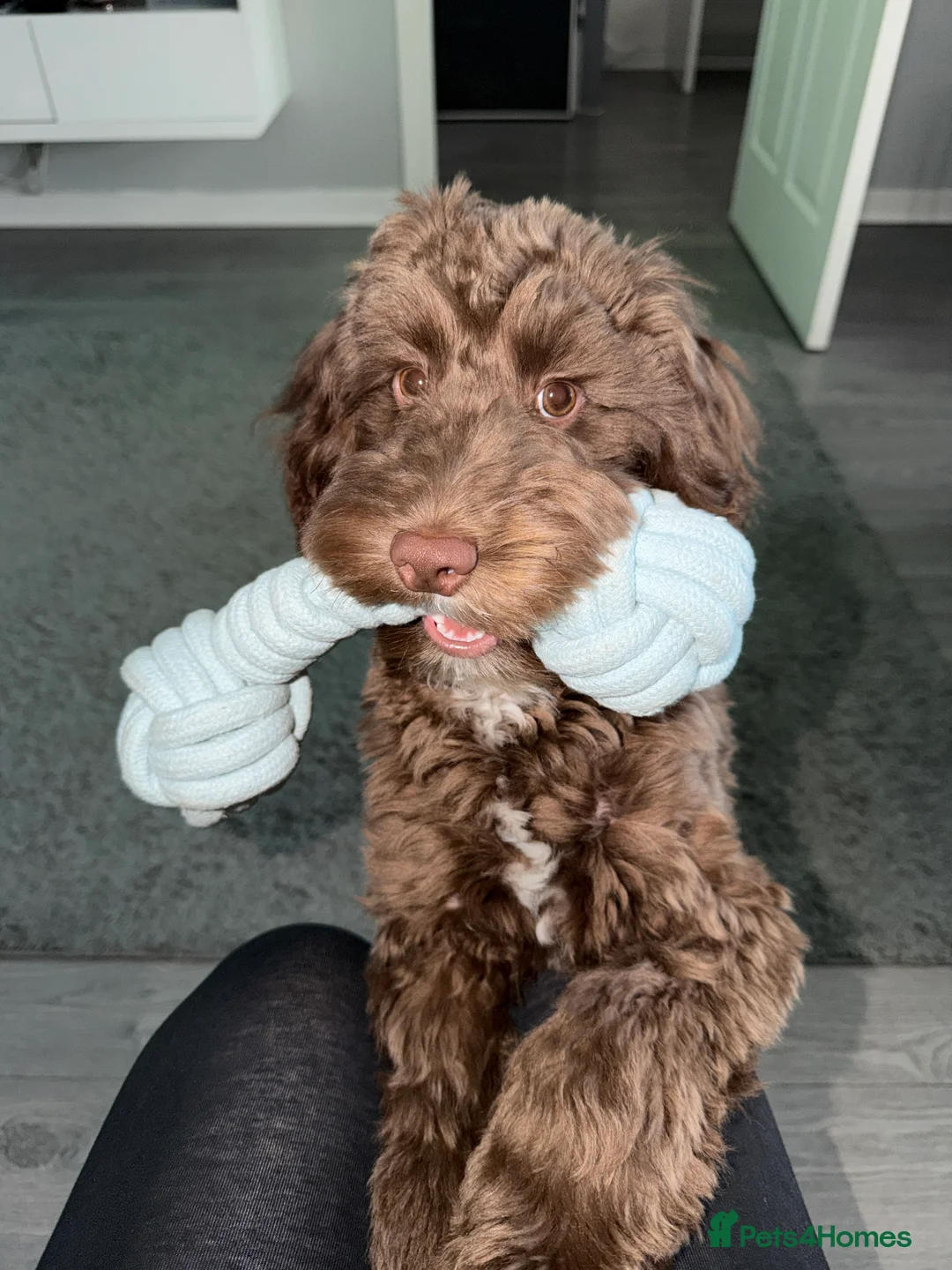 Cockapoo dogs for sale: 6 month old male cockapoo  - Advert 1