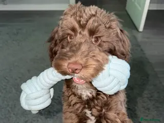 Cockapoo dogs 6 month old male cockapoo - Advert 2