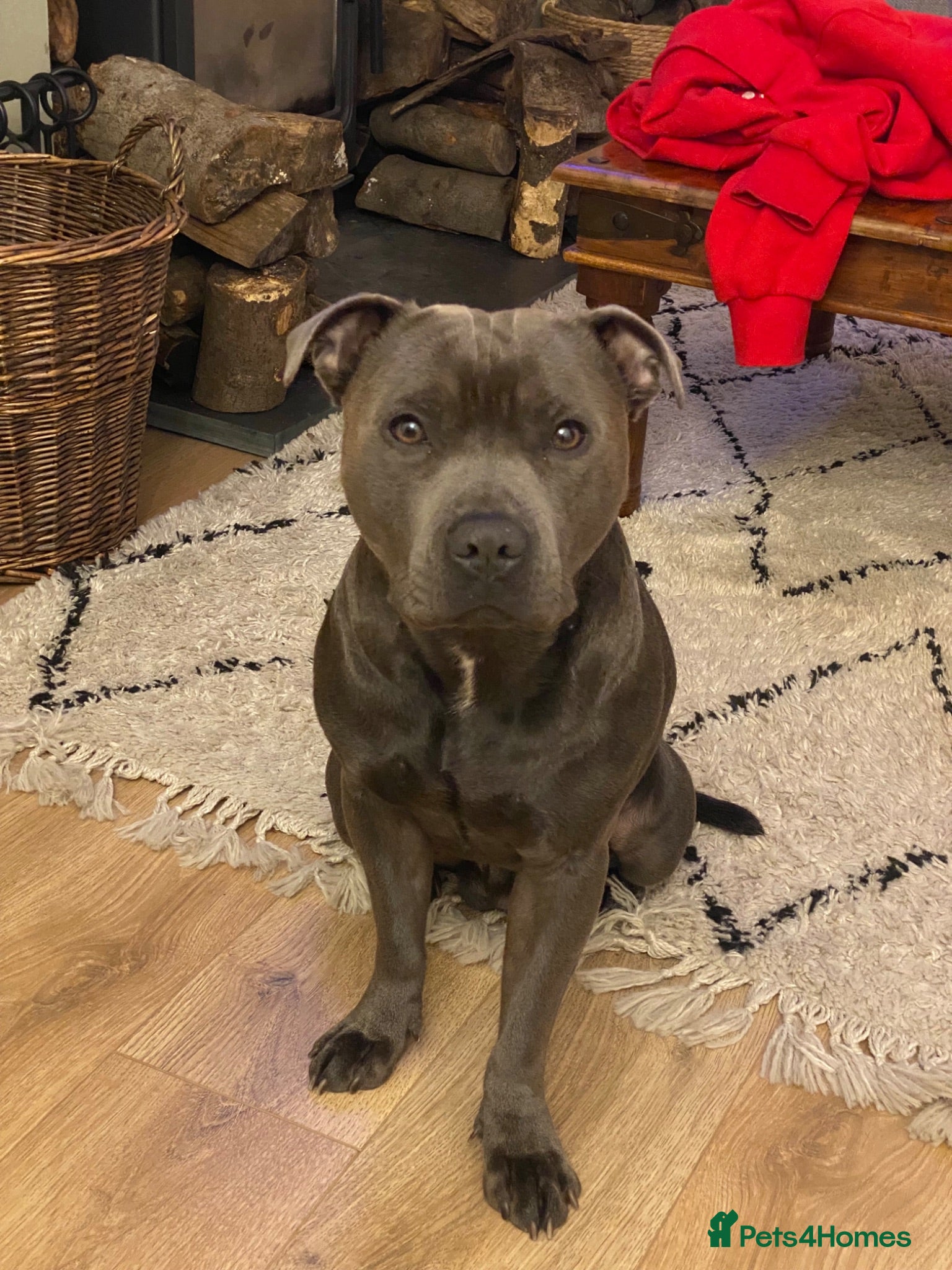 Staffordshire Bull Terrier dogs Frank. - Advert 1