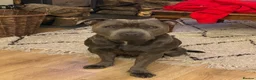 Staffordshire Bull Terrier dogs for stud: Frank. - Advert 1