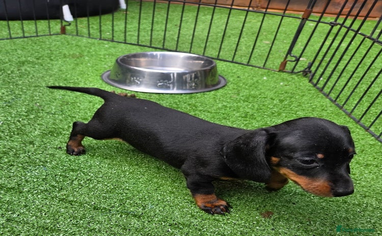 Miniature Dachshund dogs - Advert 7