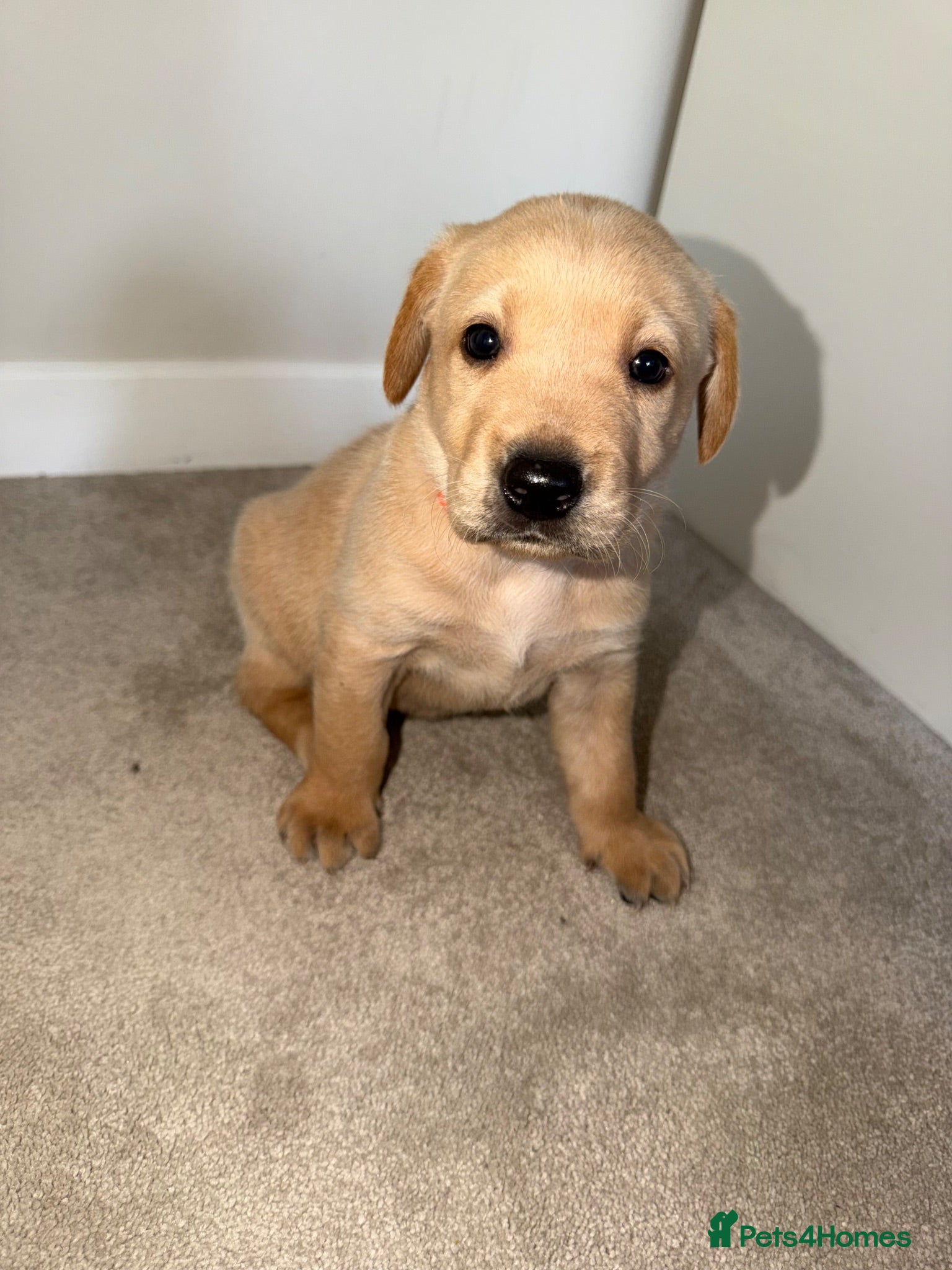 Labrador Retriever dogs KC Registered Fox Red Labrador Puppies - Advert 2