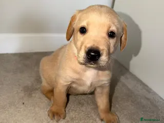 Labrador Retriever dogs KC Registered Fox Red Labrador Puppies - Advert 2