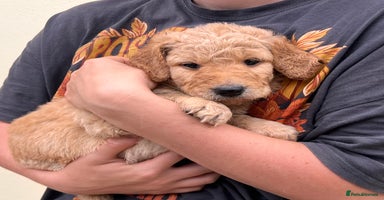 Goldendoodle dogs - Advert 7