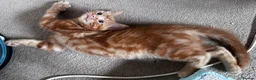 Mixed Breed cats for sale: Amiable mixed breed kttens - Advert 12