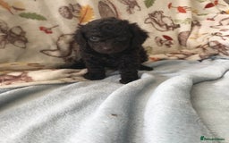 Cavapoo dogs for sale: F1B cavapoo pups  - Image 10