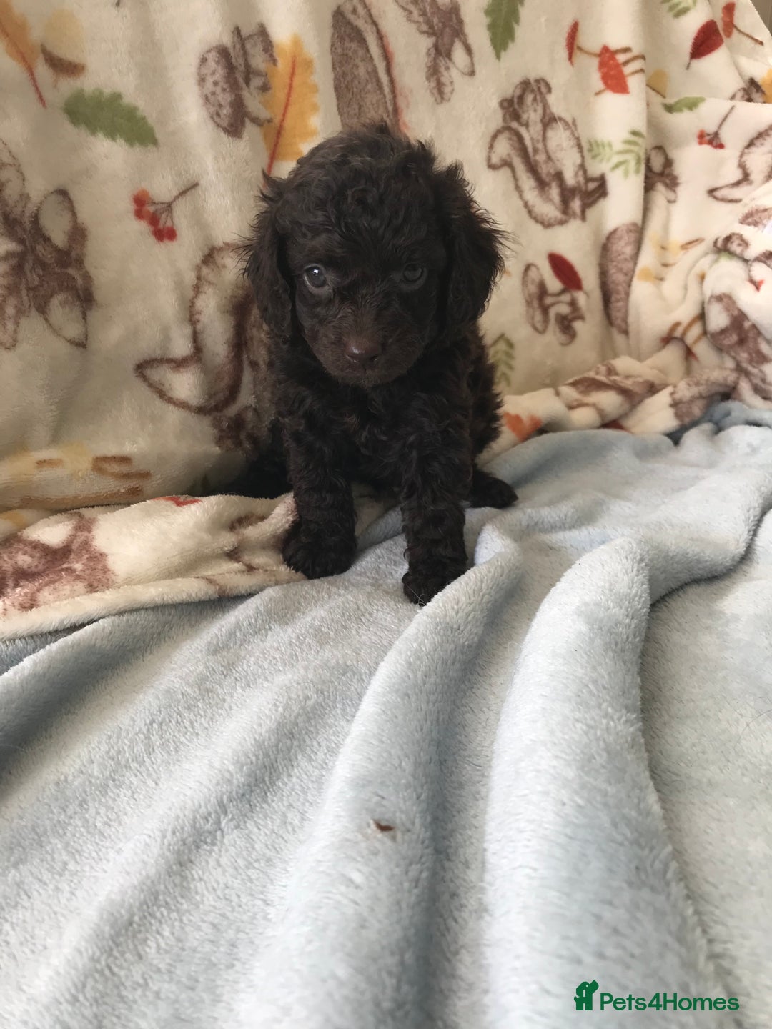 Cavapoo dogs for sale: F1B cavapoo pups  - Image 10