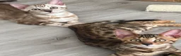 Bengal cats for sale: 🌟Pedigree bengal kittens 🌟 - Advert 10