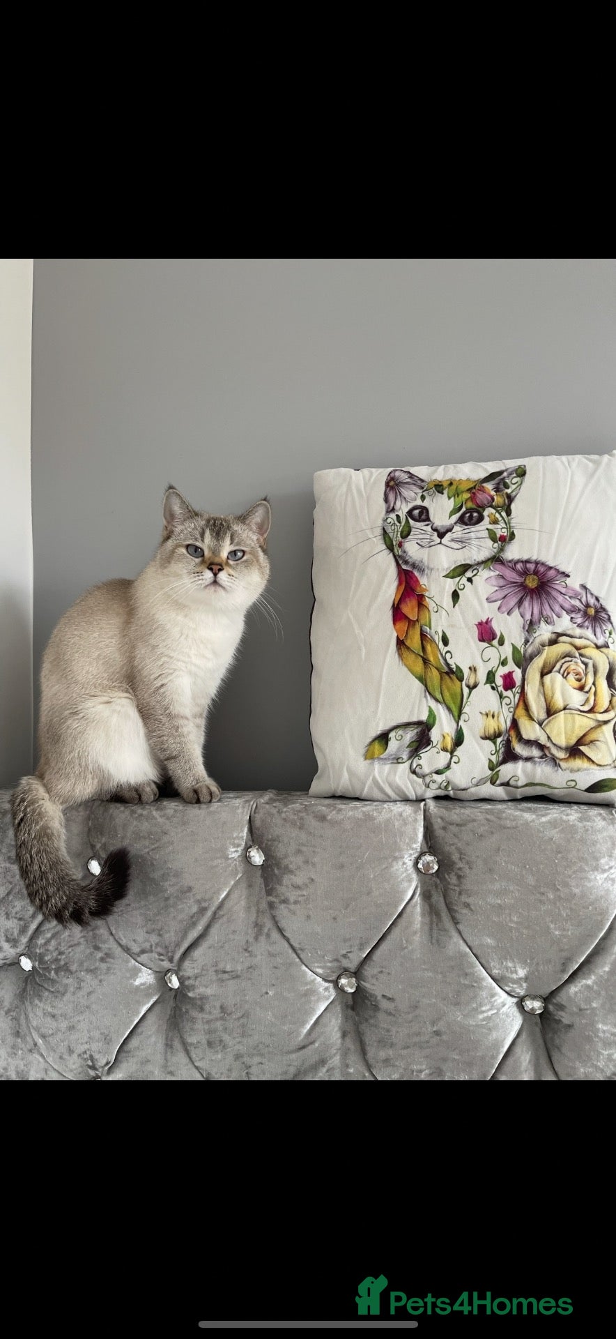 Mixed Breed cats Mixed British shorthair - Advert 1