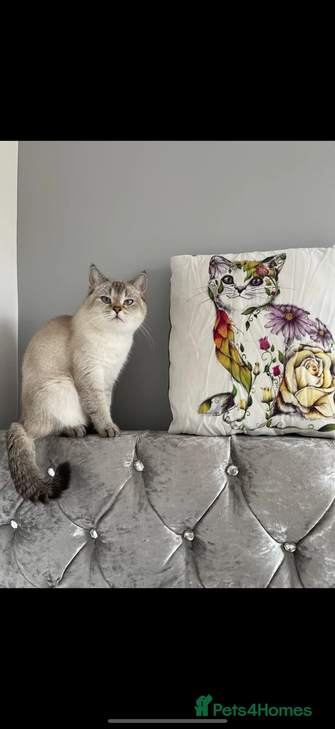 Mixed Breed cats for sale: Mixed British shorthair - Advert 1