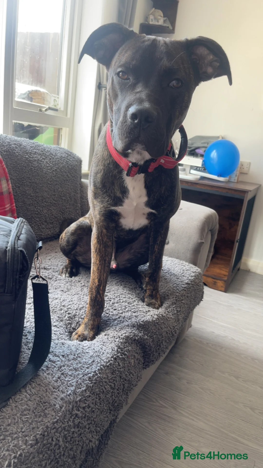 Mixed Breed dogs for sale: Cane corso  in Oswestry - Advert 1