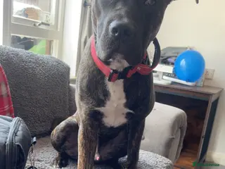 Mixed Breed dogs Cane corso - Advert 1