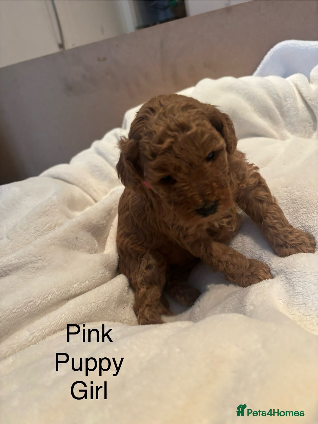 Miniature Poodle dogs for sale: KC Registered red miniature poodles  - Advert 27