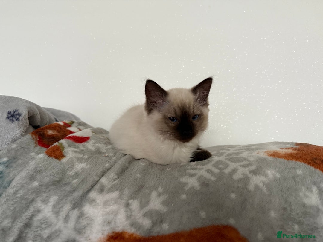 Ragdoll cats for sale: GCCF ragdoll seal point girl - Image 20