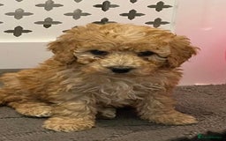 Cockapoo dogs for sale: Cockapoo F1B - Image 2