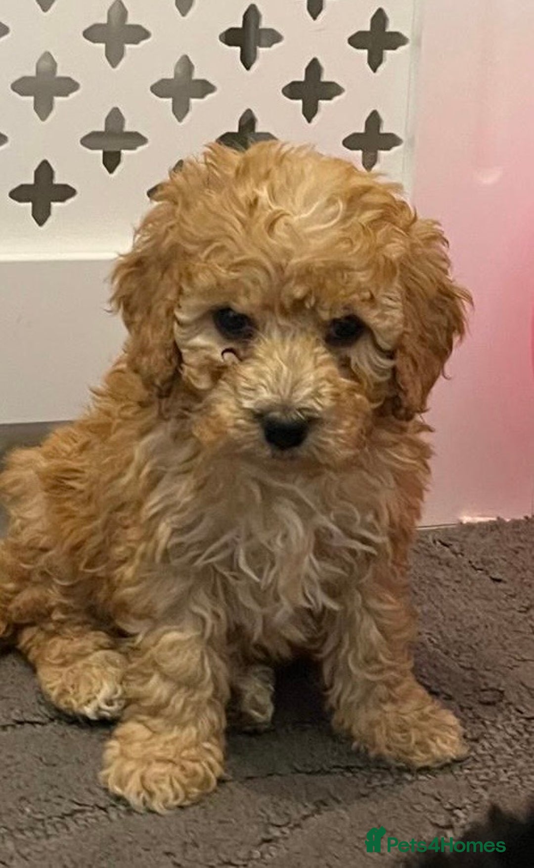 Cockapoo dogs for sale: Cockapoo F1B - Image 2