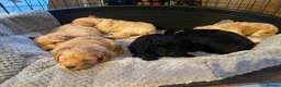 Cockapoo dogs for sale: Cockapoos - Advert 4