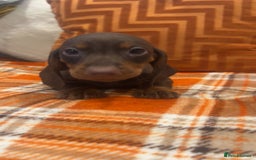 Dachshund dogs for sale: Dachounds for sale  - Image 15