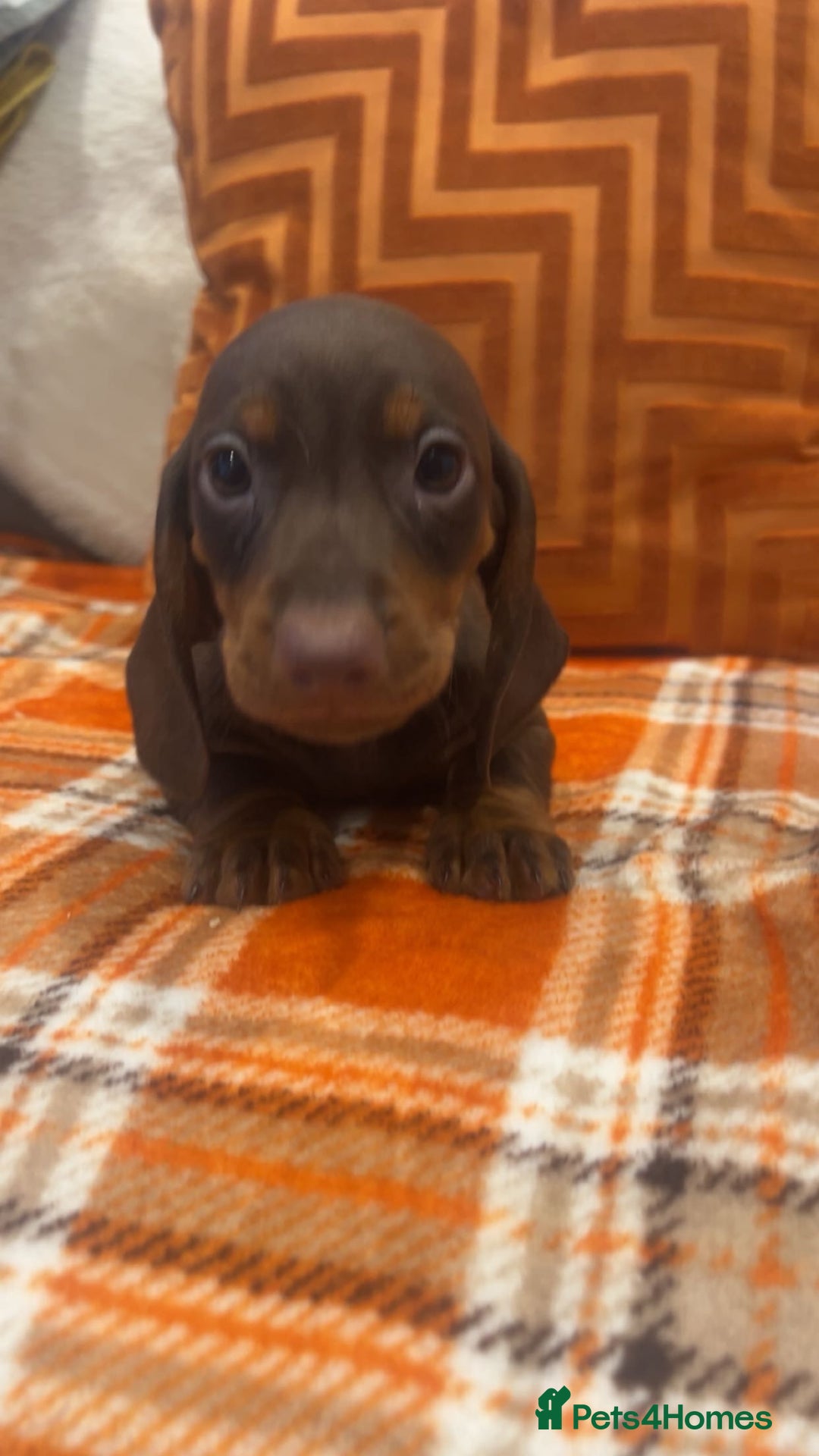 Dachshund dogs for sale: Dachounds for sale  - Image 15
