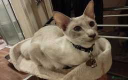 Siamese cats for sale: Absolutely EXCEPTIONAL Snow Kittens - Image 13