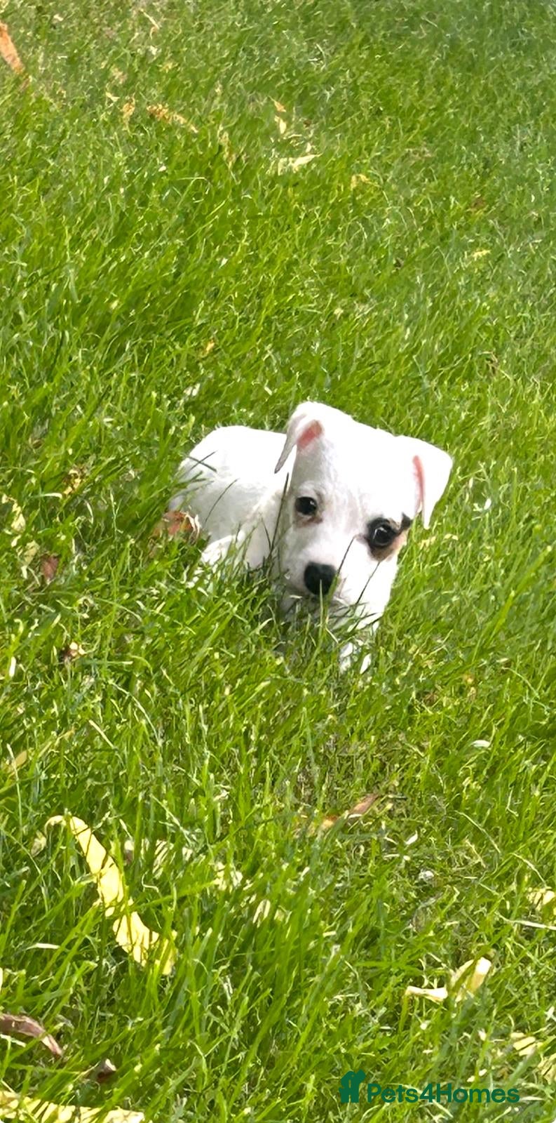 Jack Russell dogs Traditional jack Russell pups  - Advert 2