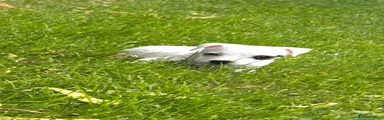 Jack Russell 3