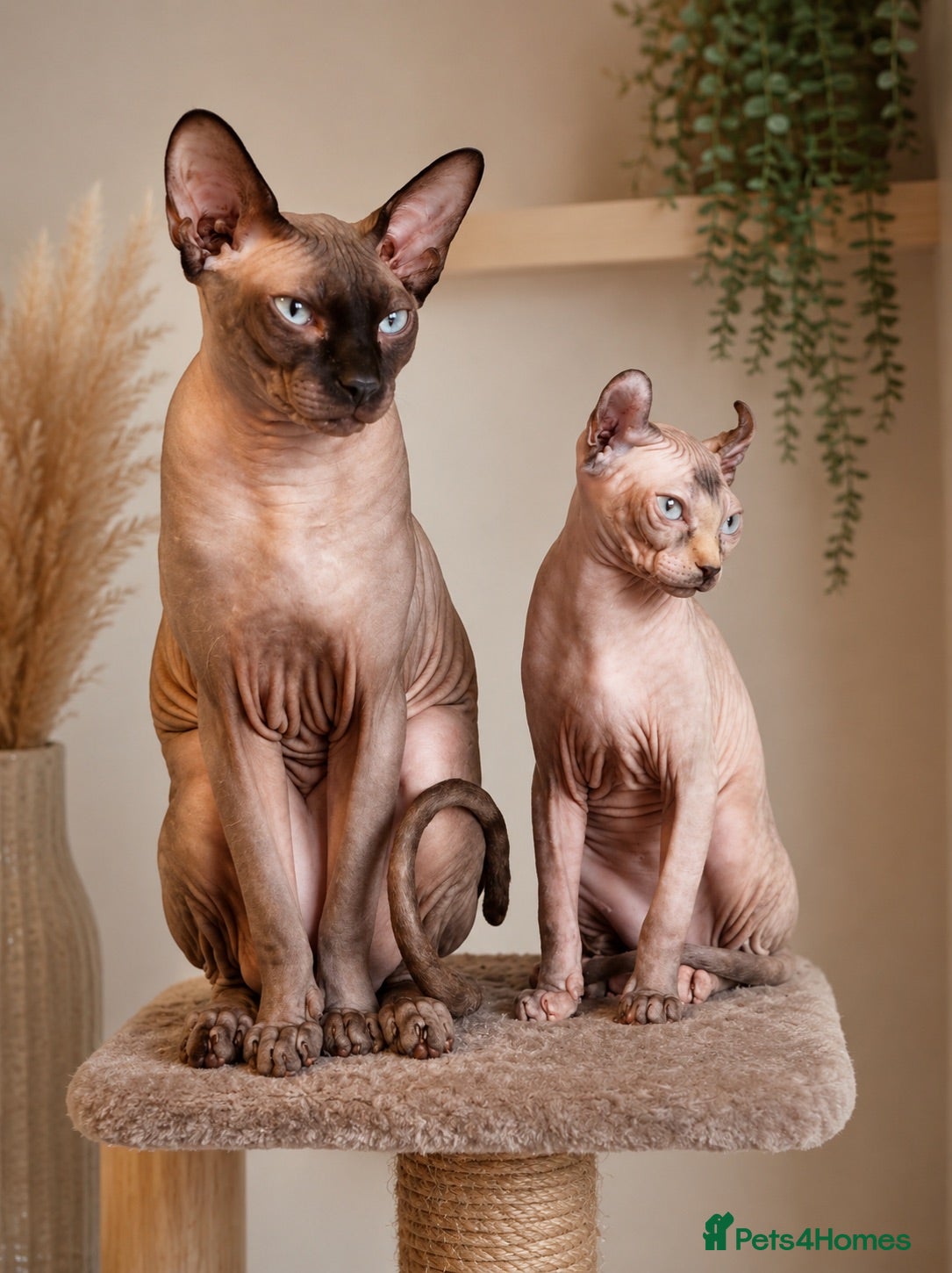 Sphynx cats Beautiful Sphynx Kittens  - Advert 3