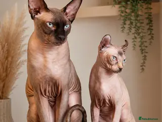 Sphynx cats Beautiful Sphynx Kittens - Advert 5