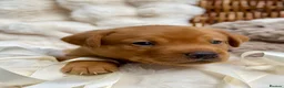 Labrador Retriever dogs for sale: Fox Red KC Registered Labrador Puppies🐾 in London - Advert 32